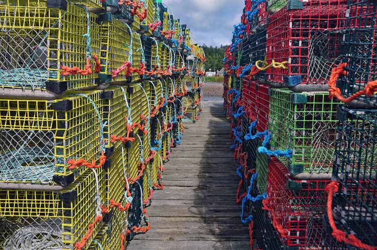crab traps